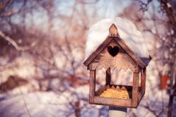 Fragen zum Bau eines Vogelhauses