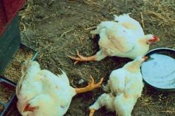 Ein Huhn lahmt auf einem Bein: Was tun, wenn Hühner und Küken auf die Beine fallen?