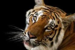 Jahr des Tigers nach dem chinesischen Horoskop: Wer sind sie - das Tigervolk?