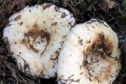 Fresh milk mushrooms Salted milk mushrooms calorie content per 100